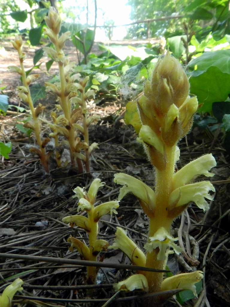 Orobanche hederae / Succiamele dell''edera